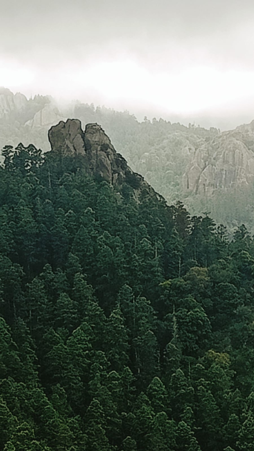 Bosque y montañas en Mineral del Chico